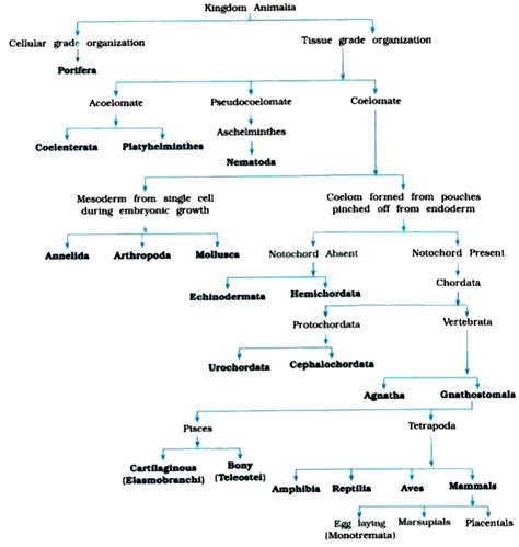 Classification Of Living Things Flow Chart