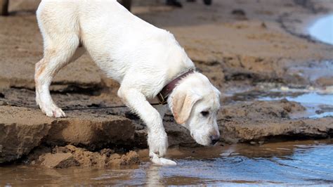 Labrador Retriever Puppy - Training Overview - YouTube