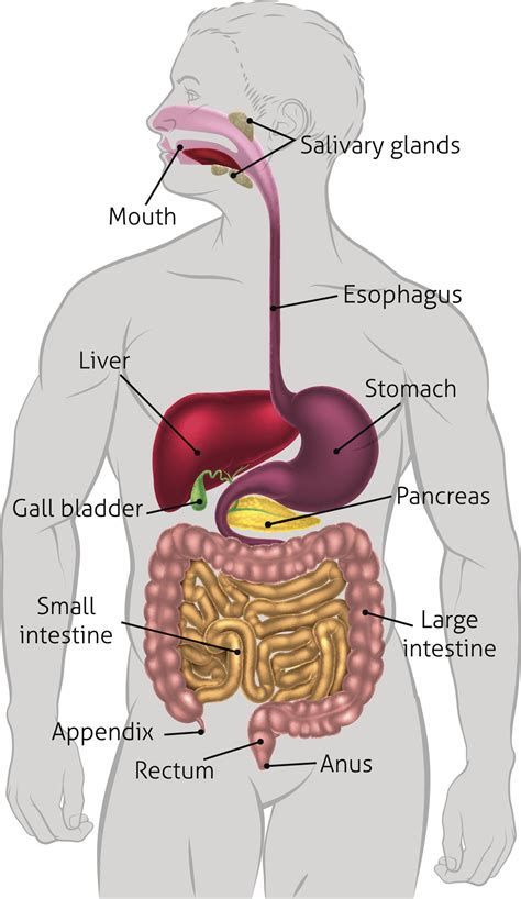 [DIAGRAM] Pork Liver Diagram - MYDIAGRAM.ONLINE