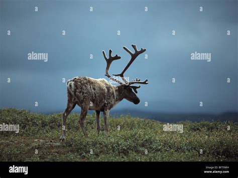 caribou, rangifer tarandus Stock Photo - Alamy