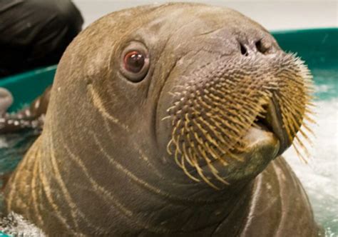 Walrus coming to shore in Alaska – Eye on the Arctic