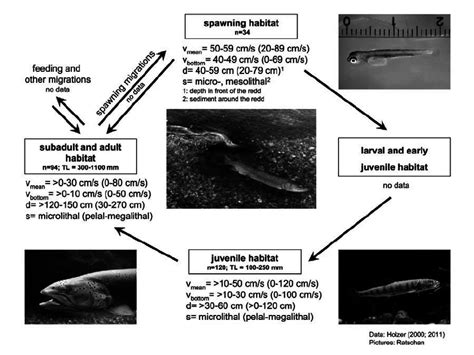 Habitat use of different life stages of huchen in the River Pielach.... | Download Scientific ...