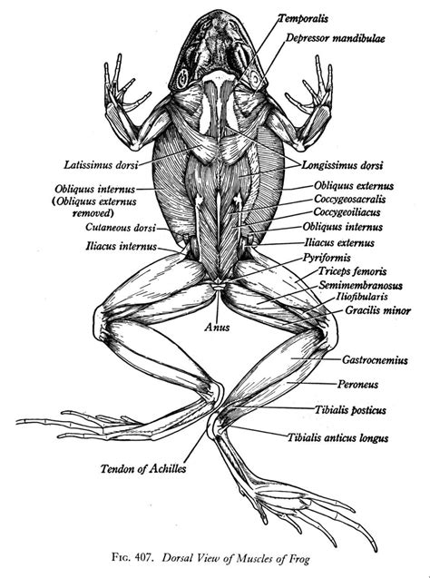 Pin on frog anatomy