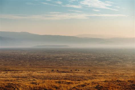 150+ Sunrise Ngorongoro Crater Tanzania Africa Stock Photos, Pictures ...