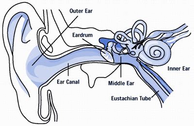 Sense of hearing and balance - human anatomy organs