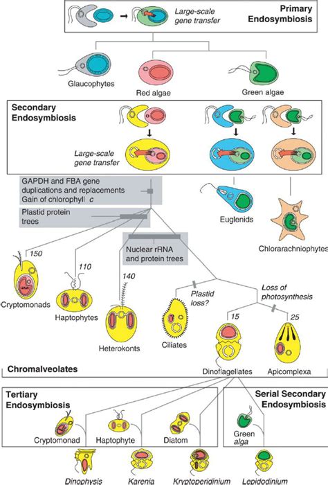 Algal evolution and the origin and spread of plastids by endosymbiosis. | Download Scientific ...