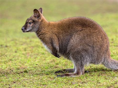 Meet The Wallaby of Australia - The life pile