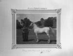 [The white Arabian horse named Bedevi, 13 years old, 1 meter and 55 centimeters ...