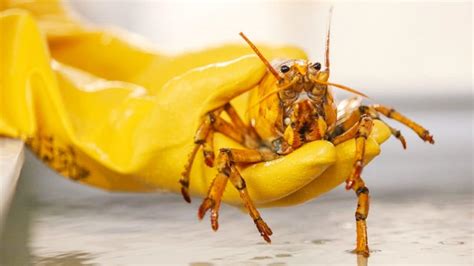 “1 in 30 million” Yellow Lobster Donated To Marine Science Center – Country Music Family