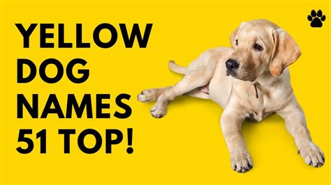 🐕 Yellow Dog Names - 51 BEST CUTE TOP Ideas | Names - YouTube