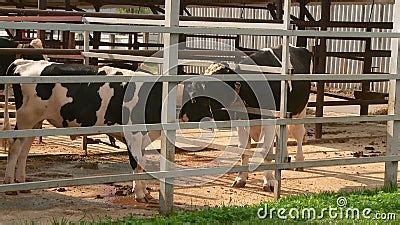 Breeding Cows and Bulls on the Farm Stock Video - Video of bulls ...