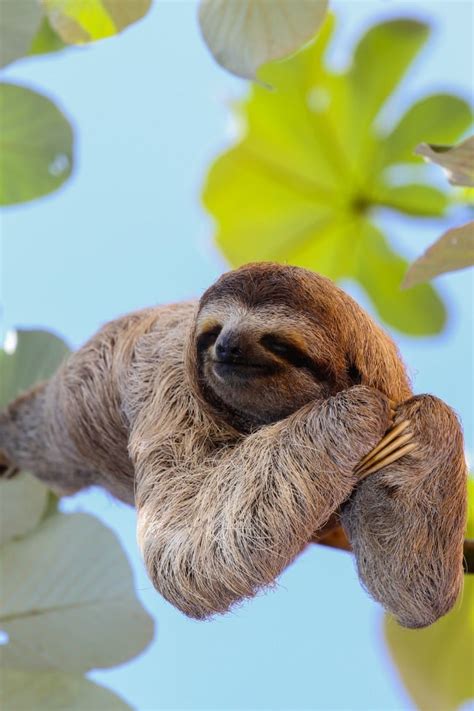 These Baby Sloths Getting Swaddled Will Make You Say, "AWW!" Kids Activities Blog