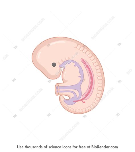 Free Human embryo (week 4, with internal structures) Icons, Symbols ...