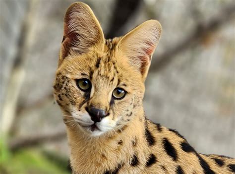 Serval - Facts - Natural History - Conservation Status - Project ...