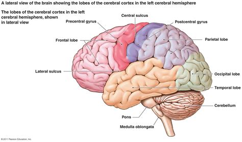 Brain Jack Image: Brain Diagram