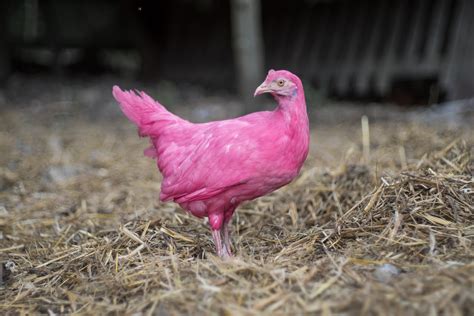 Can Pink Chickens Become the Fossil Record of the Anthropocene? | Issues in Science and Technology