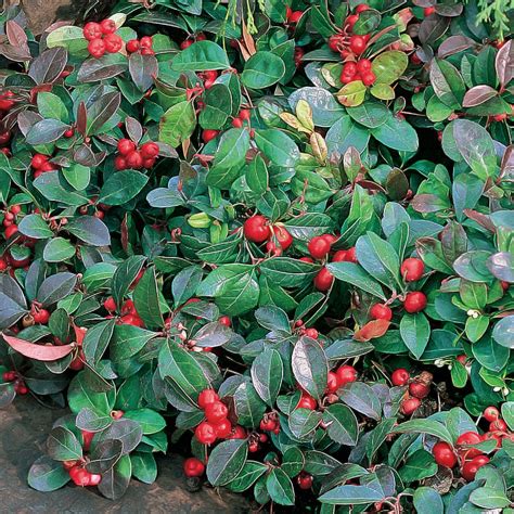 Creeping wintergreen (Gaultheria procumbens) is a dense evergreen plant used as a ground cover ...