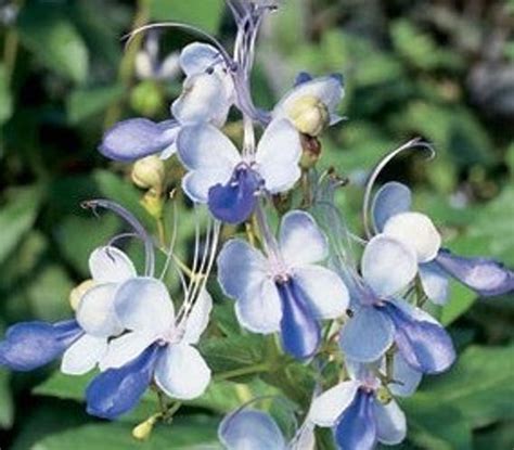 Clerodendrum Blue Butterfly Bush - Vincent Gardens