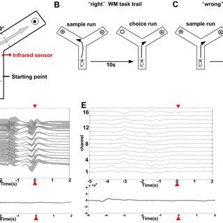 Rat working memory task training in Y-maze and one example of LFPs. (A ...