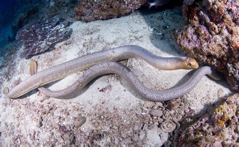 Olive Sea Snake - Ocean Animals