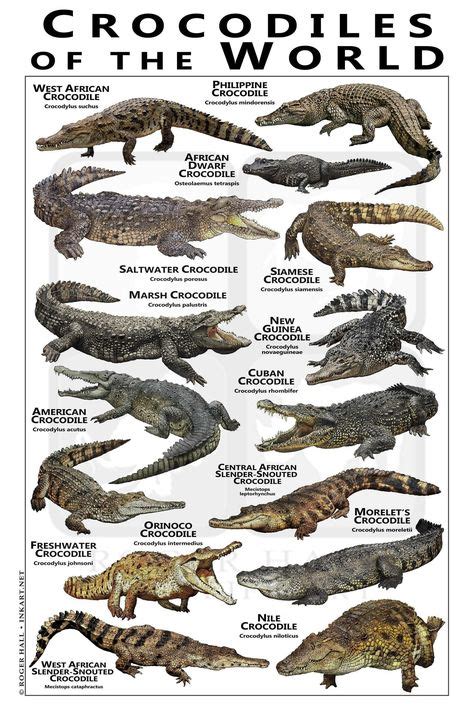 11 Crocodile pictures ideas in 2021 | crocodile, crocodiles, reptiles and amphibians