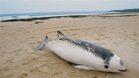 The hidden ocean pollution killing marine mammals - BBC Future