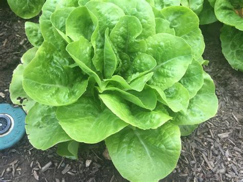 Buttercrunch Lettuce Non GMO Heirloom Fresh Garden Seeds | Etsy