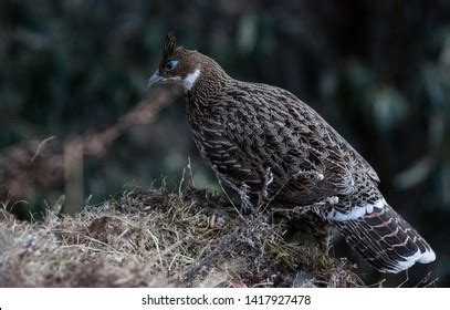 Himalayan Monal Female Bird Sitting On Stock Photo (Edit Now) 1417927478