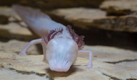 Texas blind salamander facts, distribution & population | BioDB