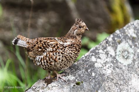 Hazel Grouse | Атлас на гнездящите птици в България