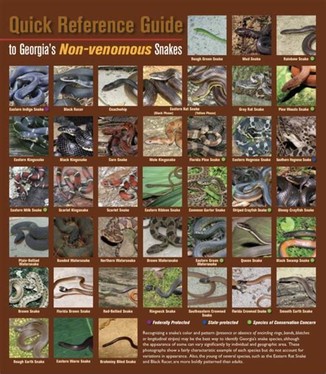 Most Georgia Snakes are Harmless - The Augusta Press