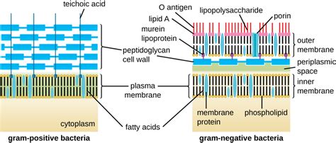 3.3 Unique Characteristics of Prokaryotic Cells - Microbiology | OpenStax | Prokaryotic cell ...