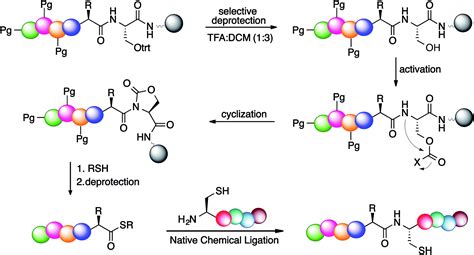 Serine promoted synthesis of peptide thioester-precursor on solid support for native chemical ...