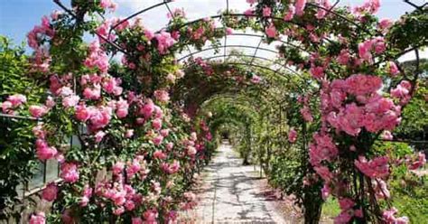 Landscaping A Rose Garden - Choosing Garden Roses for Your Landscape