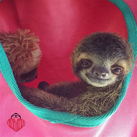 snug Archives - Sloths.com.au