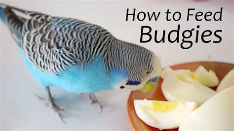 How to Feed Budgies | Choosing the Right Foods – ReEdit – HousePetsCare.com