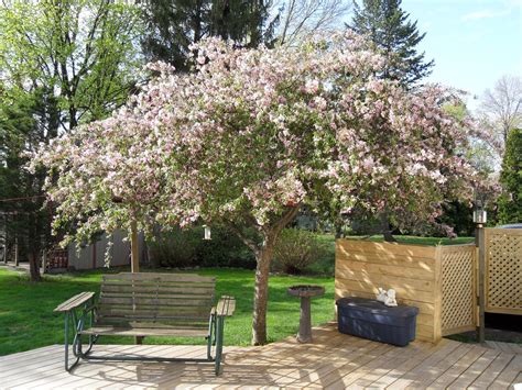 Love this weeping crabapple tree | Garden | Pinterest