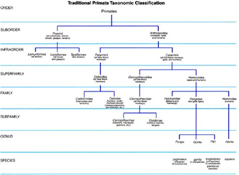 Figure 1 from Primate Evolution | Semantic Scholar