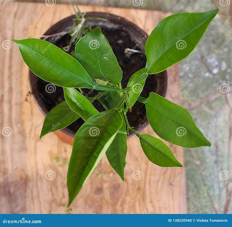 Green lemon tree stock photo. Image of organic, peel - 138220940