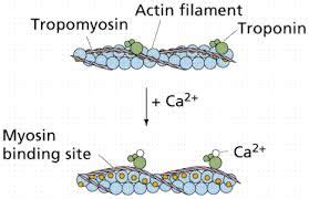 What function do calcium ions perform during the contraction of skeletal muscle? | Socratic