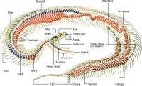 Reptiles - Facts, Characteristics, Anatomy and Pictures