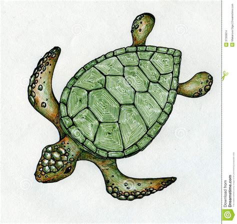 Turtle Shell Drawing at GetDrawings | Free download