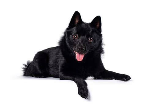 How Much is a Schipperke? The Price Guide with Calculator – PetBudget