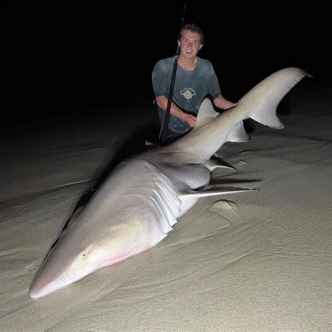 Salmon run along WA's south coast attracts sharks looking to feed — and ...