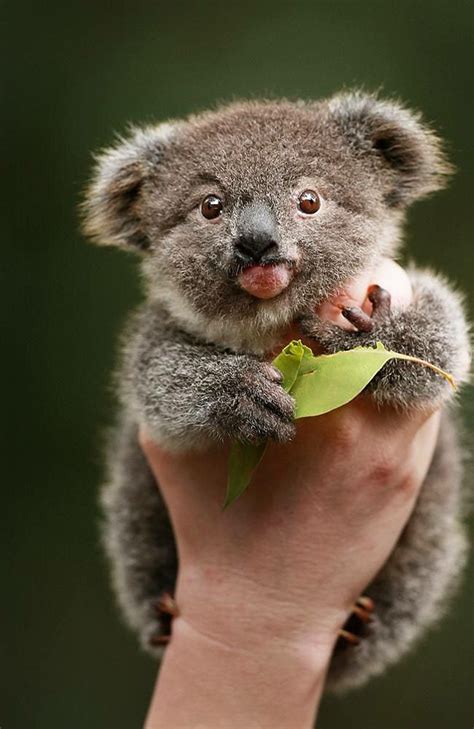 Pin by Alyse Bieber on Koalas! | Cute baby animals, Cute animals, Baby animals