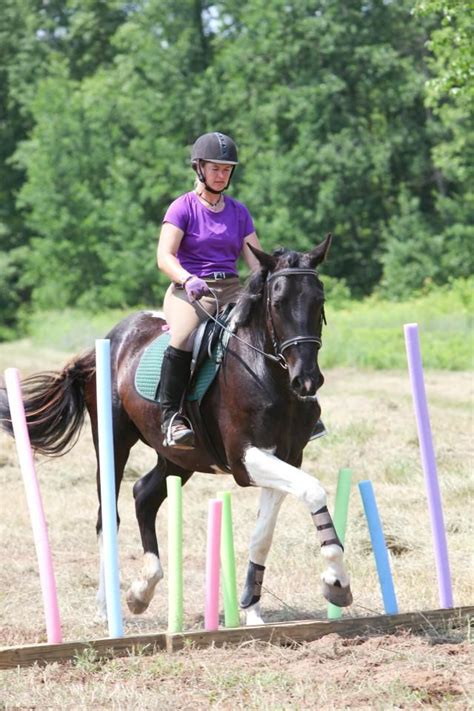 Horse Obstacle Course Training | Horse training, Horses, Obstacle course training