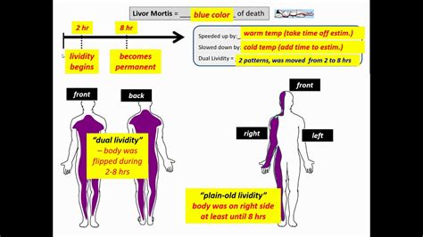 Pre-Lab Examples for Rigor and Livor Mortis - YouTube