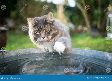 Curious Cat Playing with Water Stock Image - Image of purebred ...