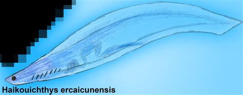 Haikouichthys ercaicunensis by PLASTOSPLEEN on DeviantArt