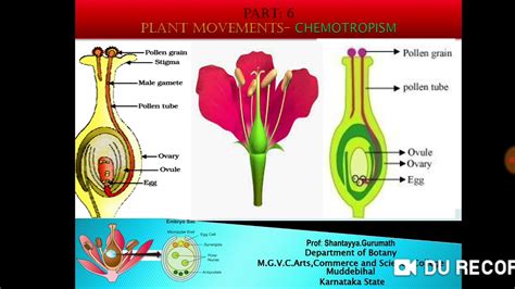 Plant Movements: Chemotropism - YouTube